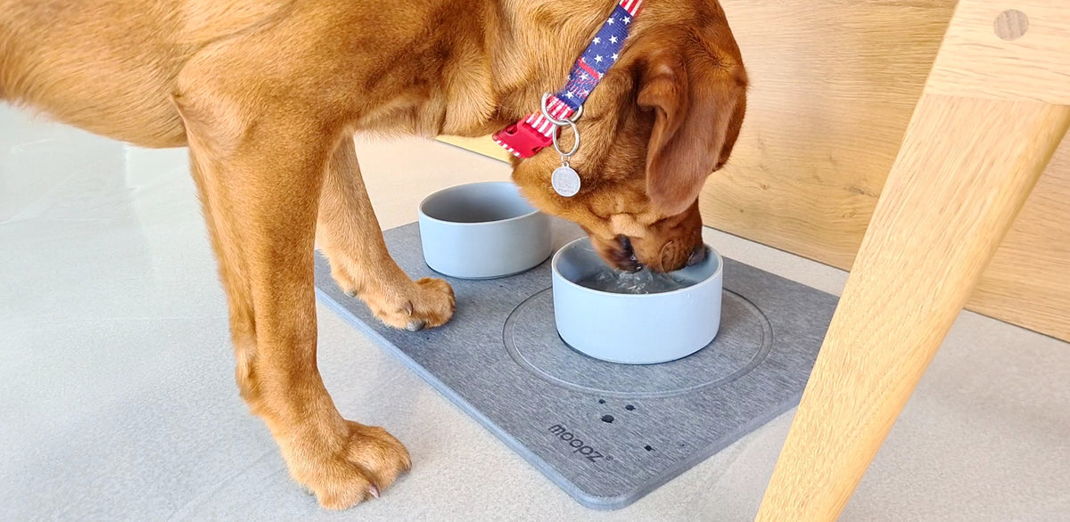 Animaux
